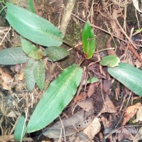 Cryptocoryne beckettii Thuill. ex Trim.